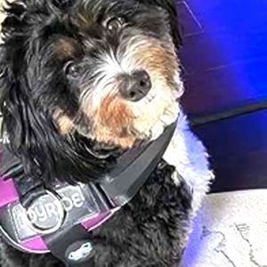 Joyride No-Pull Pet Harness Adjustable Soft-Padded Vest 3-Ring Leash Size XL (E2